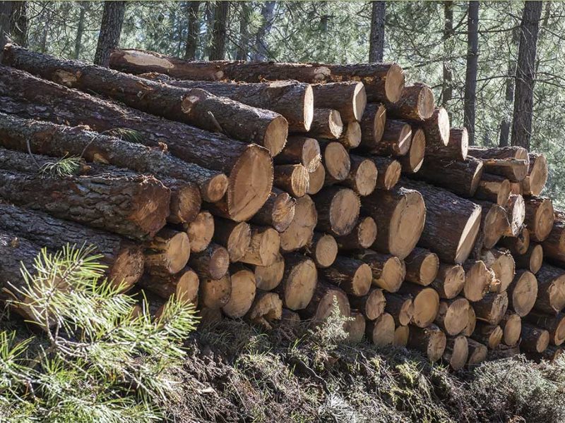 Хвойные дрова для печи: ель, сосна, лиственница - особенности использования